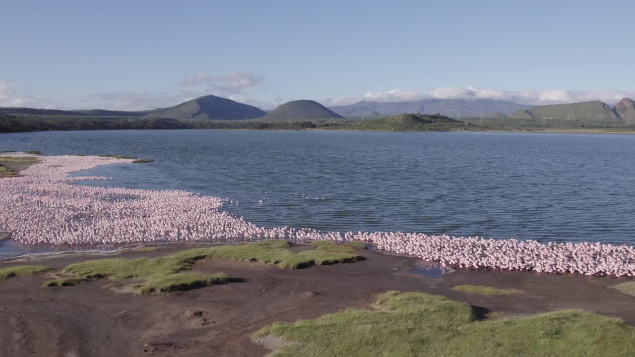 엘레멘타이타 호수 연안에서 둥지를 짓는 플라밍고의 낮은 각도 드론 촬영