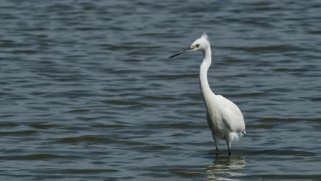 Wading-towards-the-camera-while-looking-for-potential-prey-to-feed-on,-Little-Egret-Egretta-garzetta,-Thailand