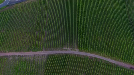 forward moving drone aerial view of hop field growing green valley