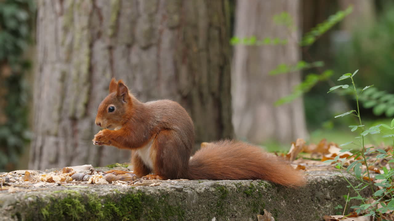 Red squirrel closeup finding nut walnut in the mouth and run away on a moss-covered rock in a quiet autumn forest colorful leaves wildlife natural trees environment soft sunlight