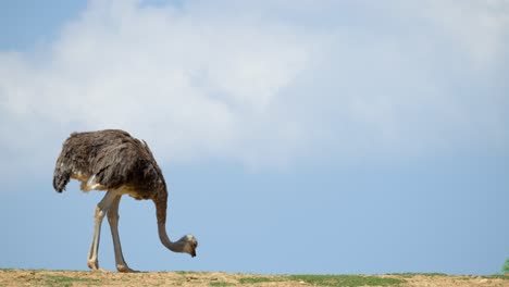 ostrich pecking food on the ground against blue sky with white clouds in the background