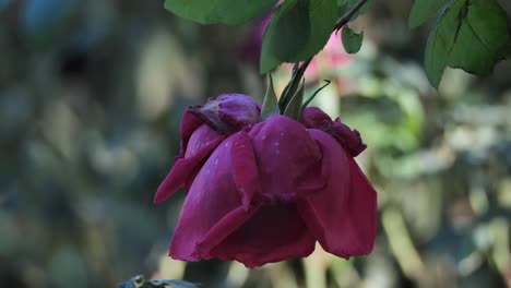 hanging upside down view of purple rose flower