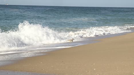 A-Sandpiper-walks-in-the-incoming-surf-looking-for-food,Rocky-Point,-Puerto-Peñasco,-Gulf-of-California,-Mexico