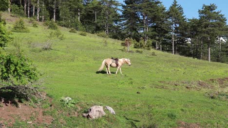 Hermoso-Caballo-Pastando-En-El-Césped-Bajo-Los-Pinos