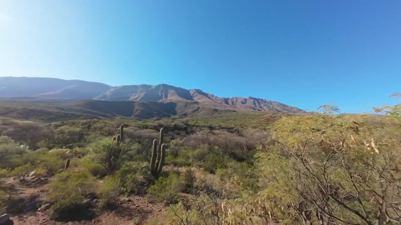 Cuesta de Miranda a La Rioja, Argentina, con un paesaggio arido pedemontano andino caratterizzato da cactus autoctoni, vegetazione arbustiva secca e terreno montuoso accidentato, ripresa in volo FPV in avanti a bassa quota.