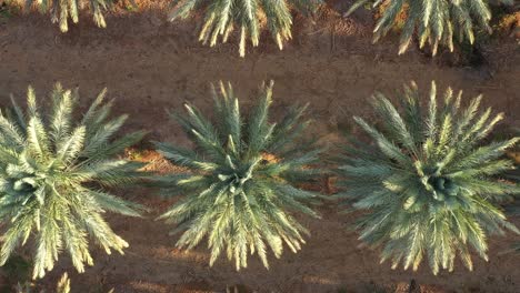 aerial zoom out overhead shot revealing wide date palm groove