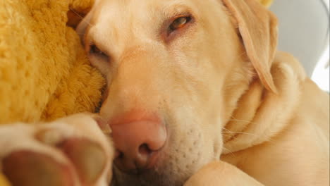 Hermoso-Labrador-Amarillo-Abre-Lentamente-Los-Ojos-Del-Sueño,-Primer-Plano