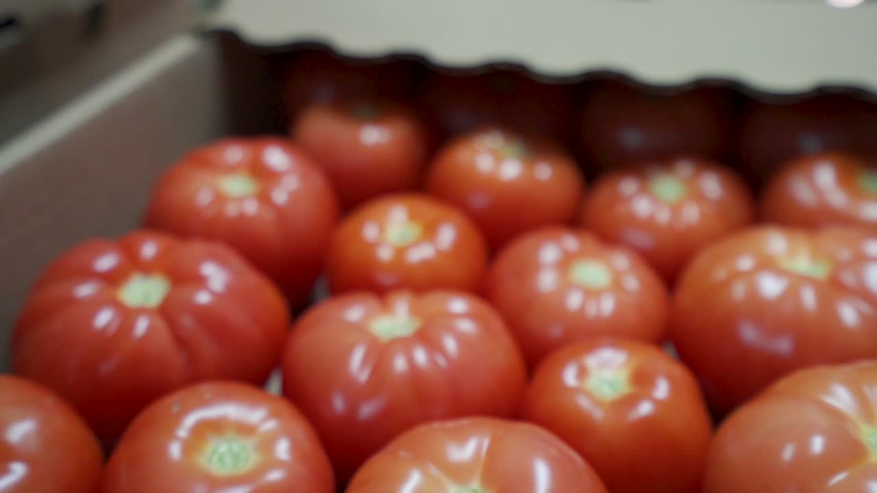 Greenhouse tomatoes. A lot of hard work, some sun and proper temperatures combine to create a wonderful vine ripened tomato!