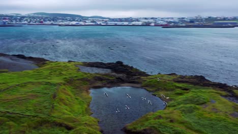 Aves-Marinas-Volando-En-La-Costa-En-Gardabaer,-Islandia-Cerca-Del-Cementerio-De-Gardakirkjugardur