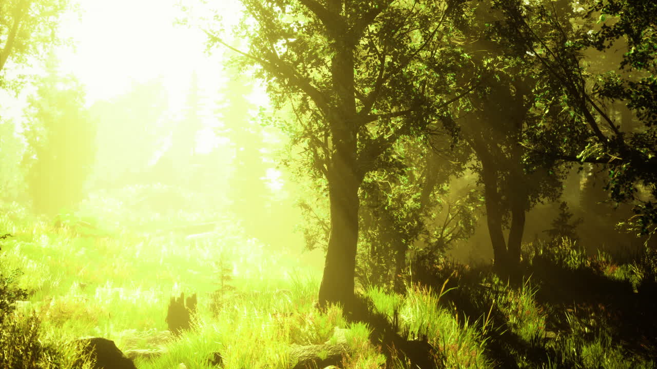 Sunlit forest with vibrant greenery and gentle light in the early morning