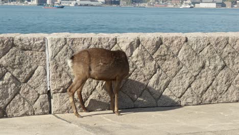 a graceful deer wanders along the quiet streets of miyajima island in hiroshima, japan, embodying the island's tranquil coexistence between nature and traditional japanese charm.