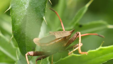 Un-Insecto-Marrón-Se-Arrastra-Sobre-Hojas-Verdes,-Filmado-Desde-Atrás-En-Cámara-Lenta