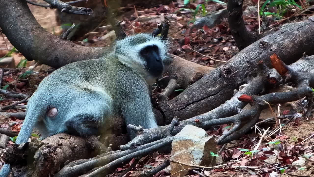 A close up as an adult Vervet monkey sits on a log and looks towards the camera
