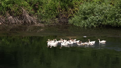 Eye-level-wide-shot-of-a-small-flock-of-domestic-geese-swimming-and-cleaning-their-feathers-near-the-bank-of-a-river-against-a-village-landscape