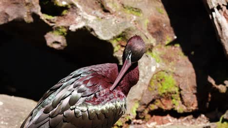 glossy ibis cleaning and grooming its feathers