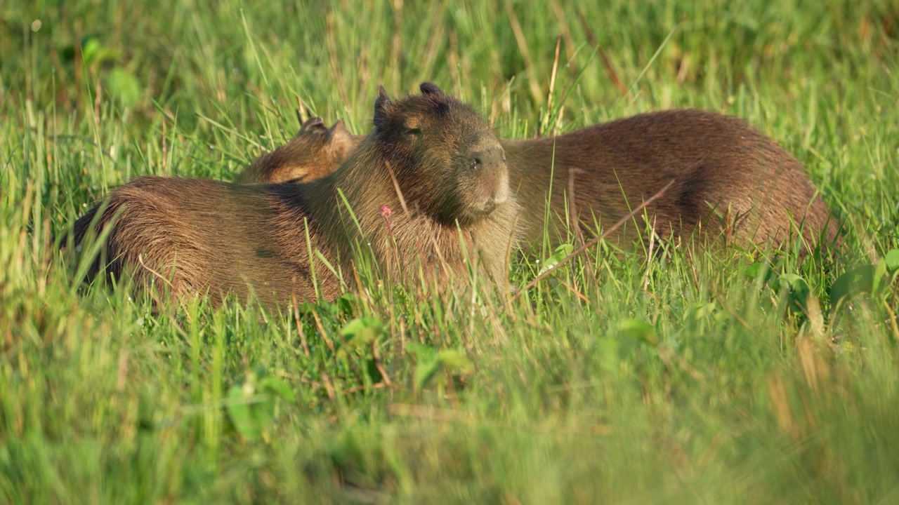 Two capybaras lie close together in tall green grass at Ibera Wetlands, Argentina, resting quietly in warm sunlight for wildlife and conservation themes.