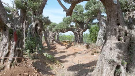 Drohnenaufnahme-Von-Olivenbäumen-In-Siedlungen-Im-Südlichen-Distrikt-Sdot-Negev,-Israel