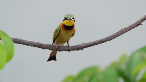 little bee-eater bird perching in small branch the fly away