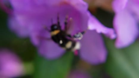 Abejorro-Volando-Lejos-De-La-Flor-Rosa-En-El-Jardín