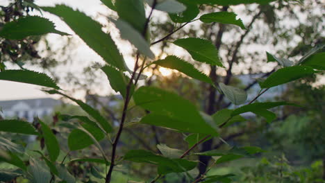 Tracking-shot-of-sunshine-peeking-through-tree-branches