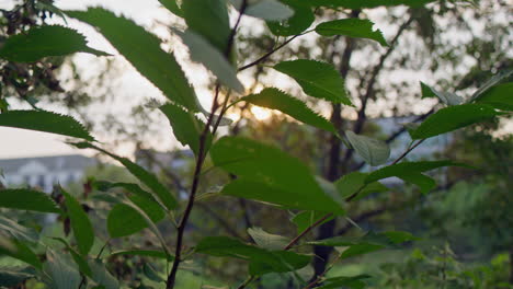 foto de seguimiento de la luz del sol asomándose a través de las ramas de los árboles