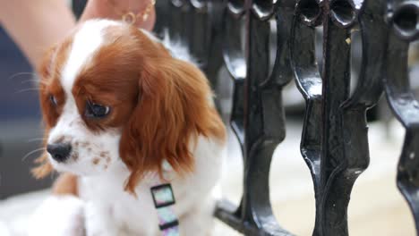 adorable caballero rey charles spaniel cachorro