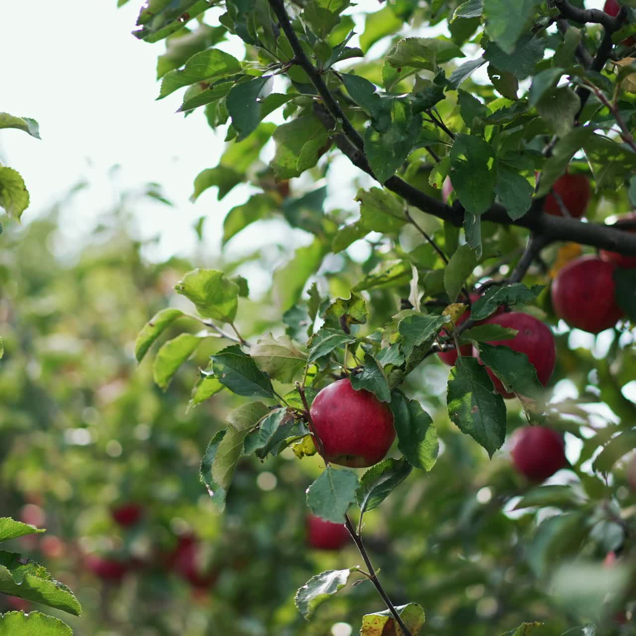 Organic ripe apples hanging on the branches among green leaves. Woman reaches the apple and picks it with her gloved hand