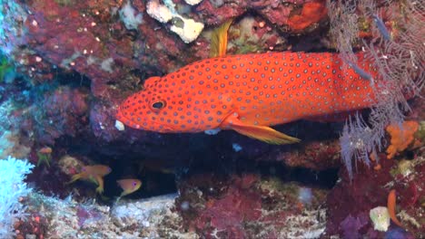 El-Bacalao-De-Roca-Coralina-Se-Acerca-A-Los-Arrecifes-De-Coral-Tropicales