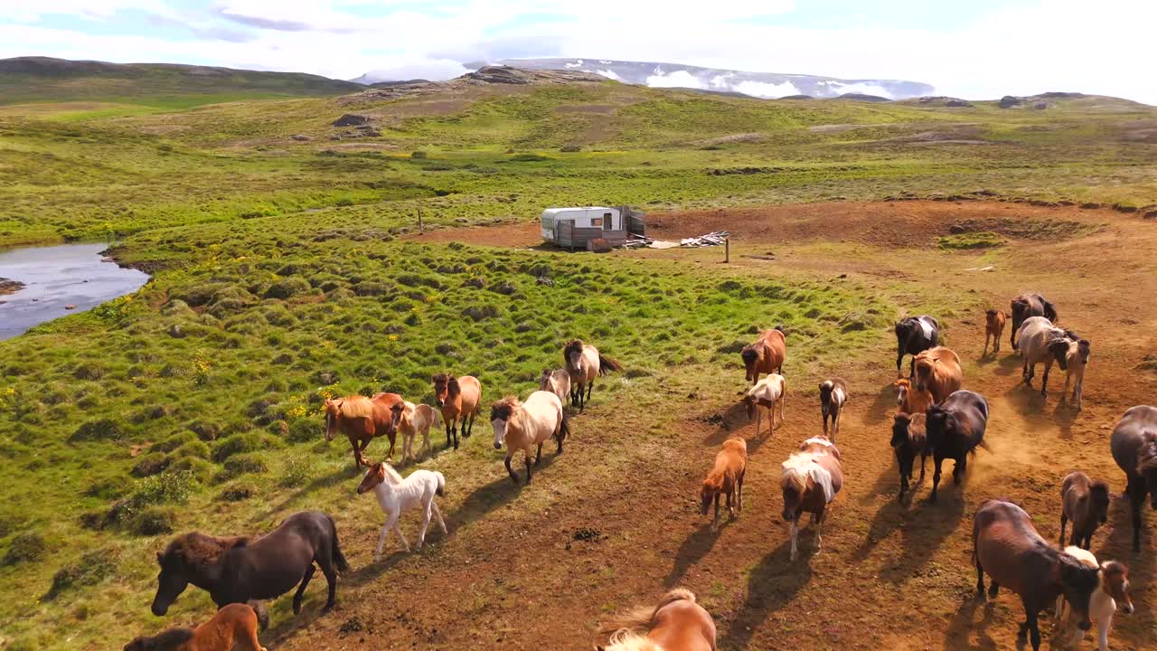 Wild Icelandic horses run across green meadows, their beauty captured in an epic drone flight over the rugged terrain.