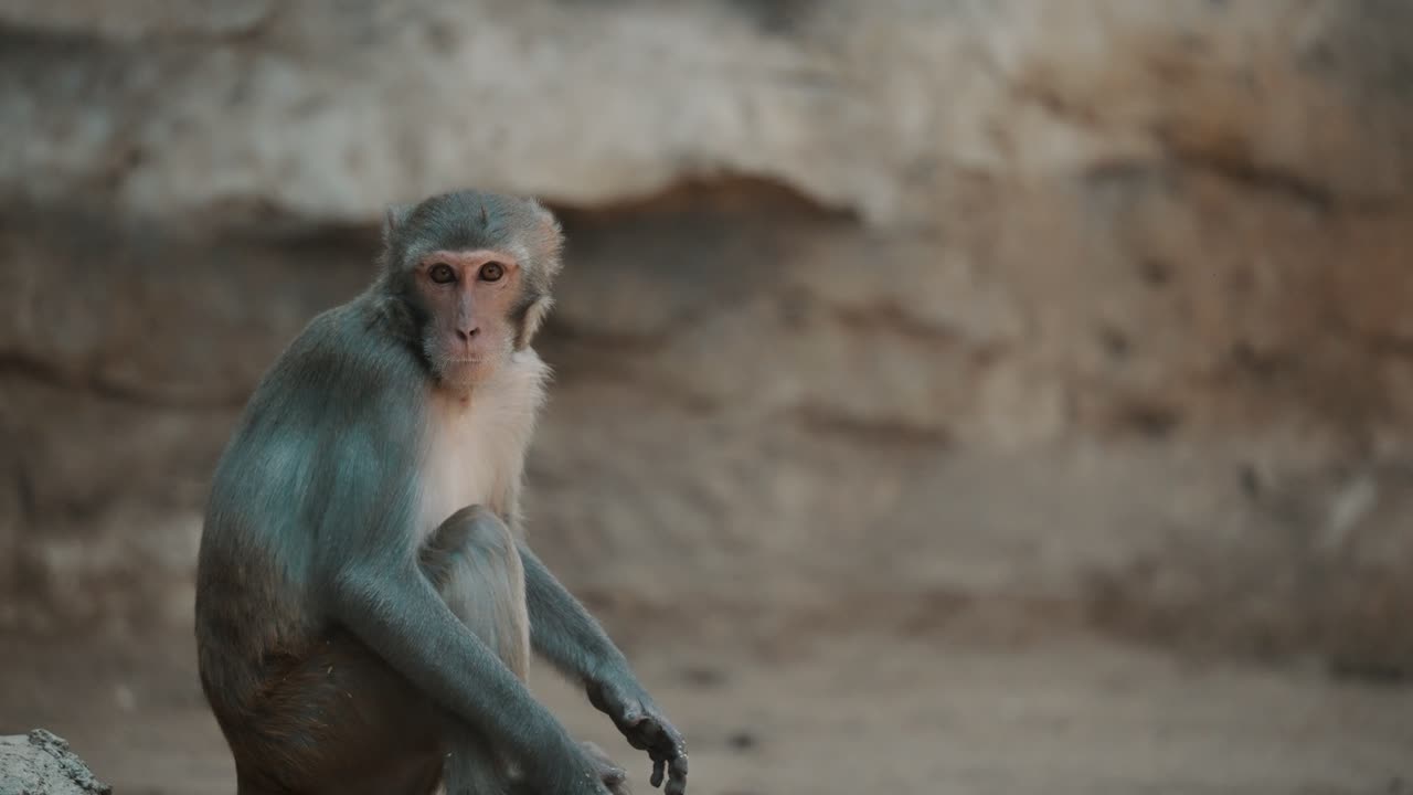 primer plano de un mono rhesus sentado en un zoológico