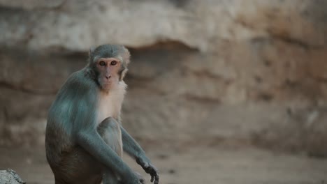 close-up of rhesus monkey sitting in wildlife zoo