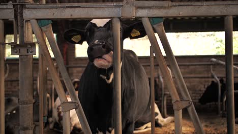 A-black-and-white-cow-is-licking-the-metal-pole-of-the-gate-inside-the-barn-during-a-sunny-day