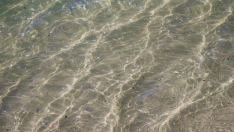 disparo en cámara lenta de conchas marinas que se reflejan a través de agua cristalina