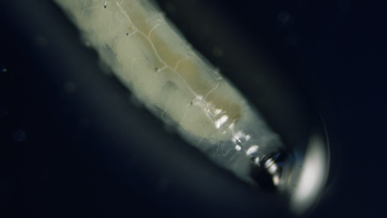 diptera larvas mosca gusano en microscopio hongo hongo translúcido gnat