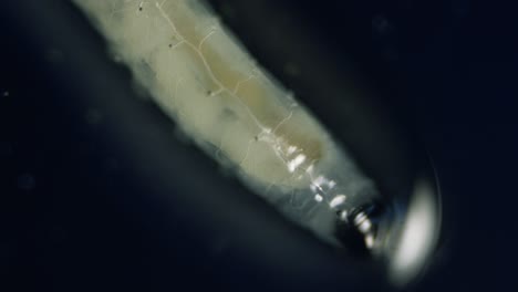 diptera larvae fly worm in microscope translucent mushroom fungus gnat