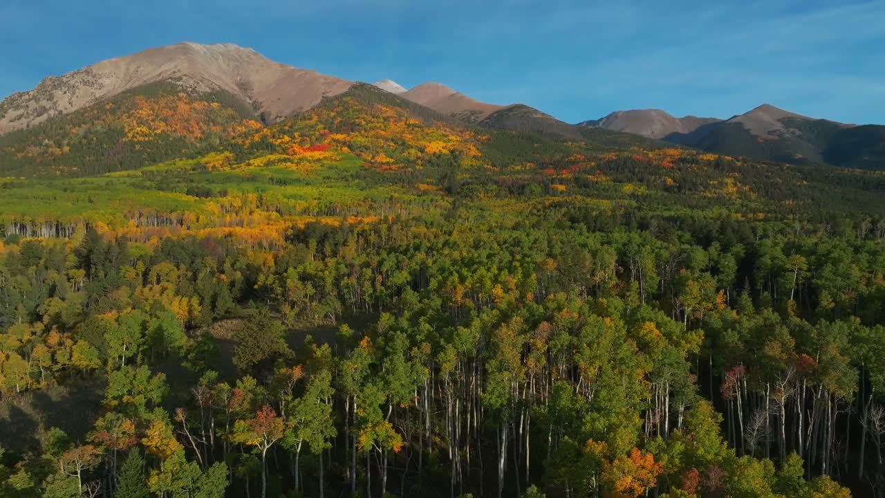 Fall autumn Aspen trees Pike San Isabel National Forest Mt Mount Shavano Tabeguache Peak wilderness Sawatch Range aerial drone Colorado Trail Buena Vista morning blue sky Rocky Mountains upwards