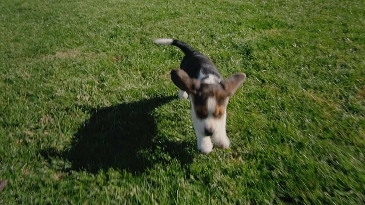 작은 강아지가 잔디 ⁇ 에 뛰어다닌다.