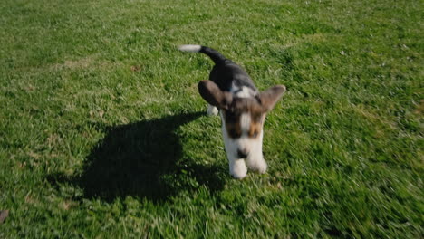 a small puppy jumps on the lawn