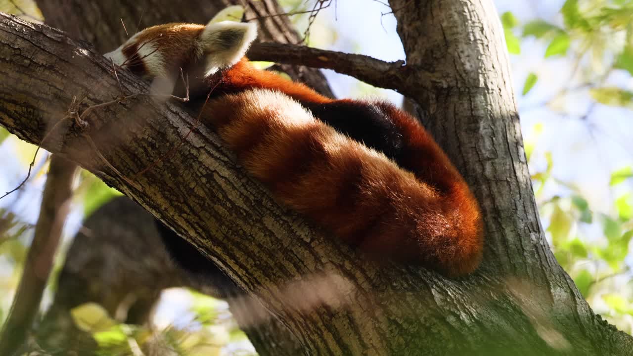 은 판다가 나무 가지에서 휴식을 취하고 있다