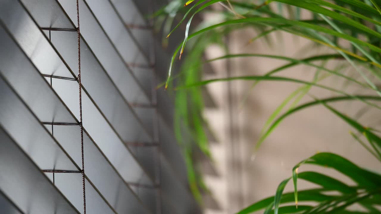 Close-up of Blinds and Plant