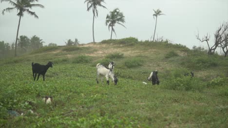 herd of goats grazing on the grass in a pasture