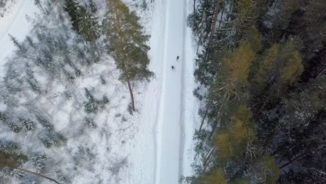 Sportsman-Skiing-in-Cross-Country-Skate-Style-Technique-on-Track,-Aerial-View