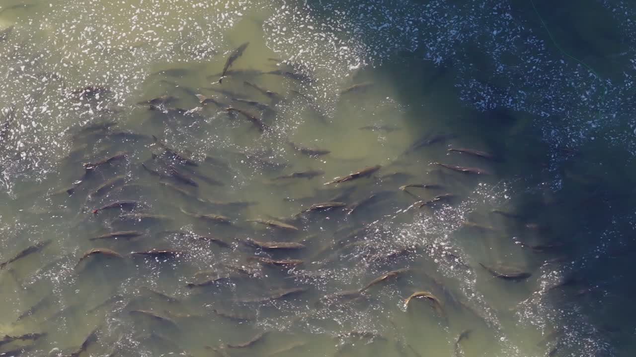 un gran grupo de salmones nada en aguas turbias durante una migración, vista aérea