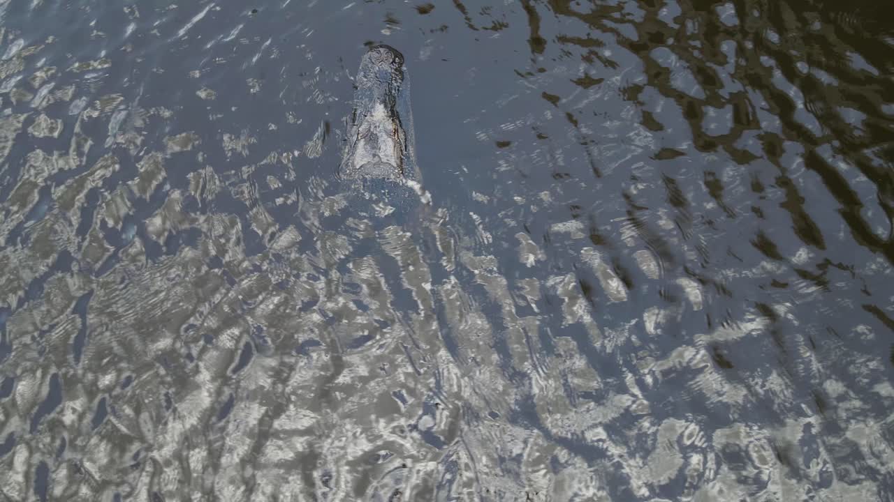 annoyed alligator disappears quietly by tilting its head sideways and disappearing into the water