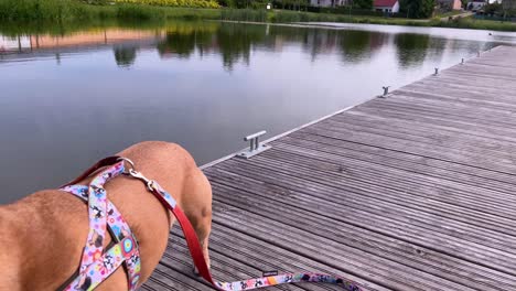 fawn bulldog with harness having a walk by the serene lakeside