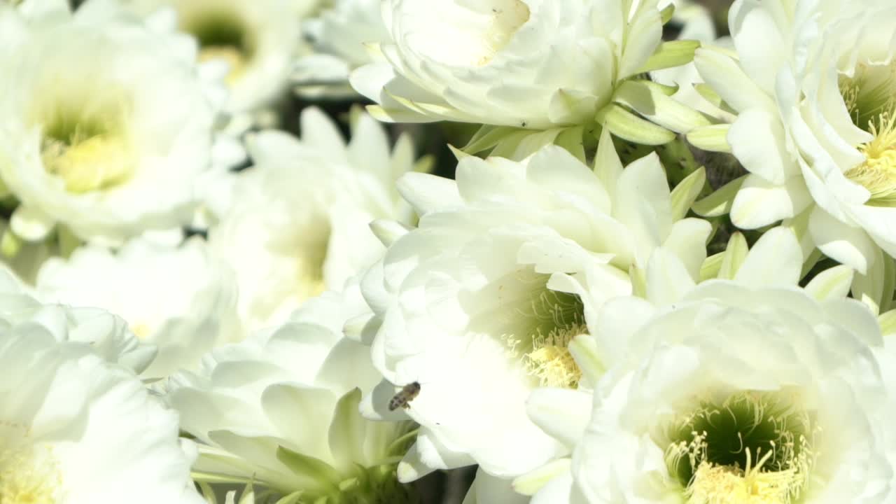 Abeja en campo de flores blancas a cámara lenta.