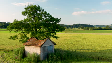 old barn with damaged, collapsed roof under a large tree in rural landscape, rising crane shot, european farmland and countryside, decay and vintage concept