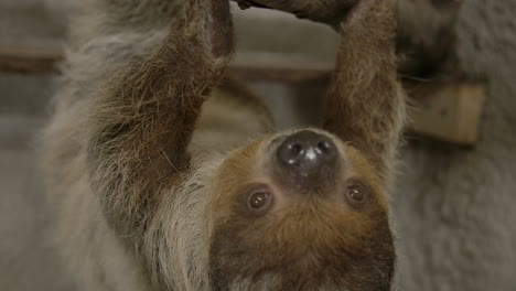 a two toed sloth hanging in a tree close to the camera slow motion cinematic