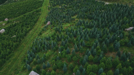 Cultivo-De-árboles-De-Navidad-En-La-Colina-De-La-Montaña-Con-Rocas