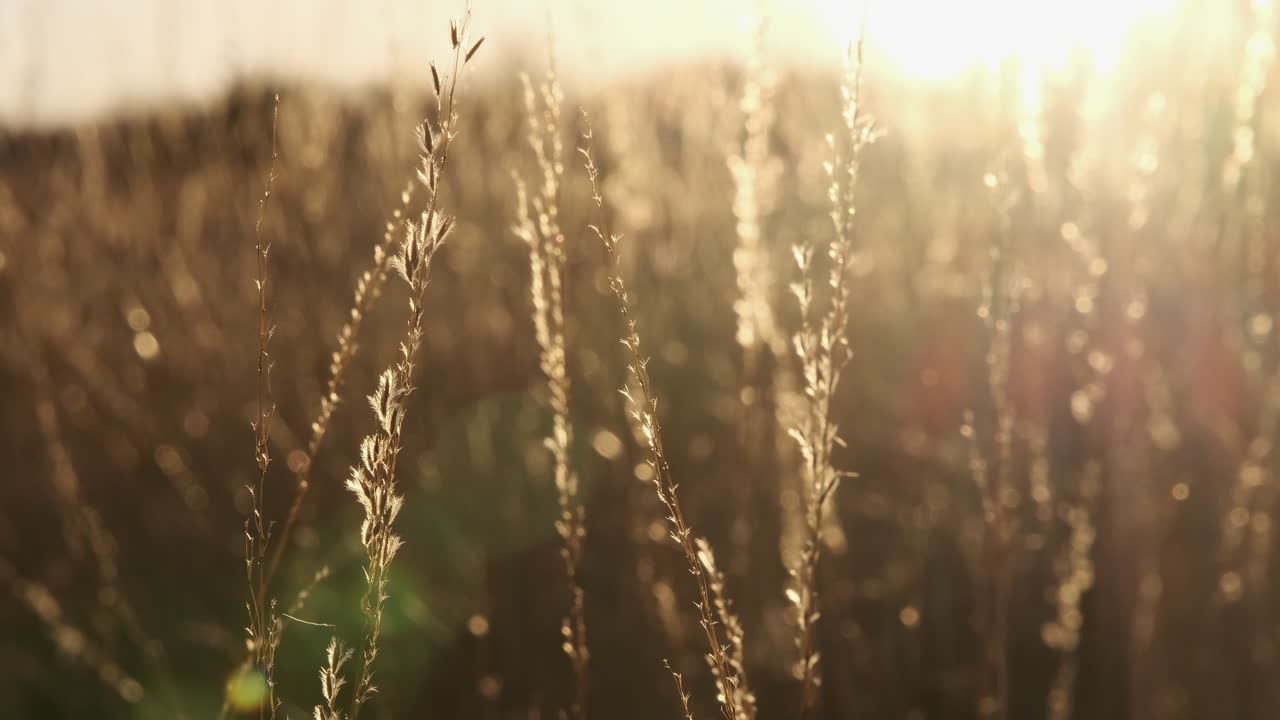렌즈 플레어와 함께 석양에 바람이 부는 아름다운 풀